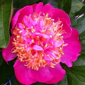 Meet your Posher, Meaghan